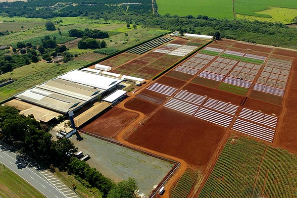 Objetivo da empresa é triar até 2.500 mil variedades ao ano em São Paulo