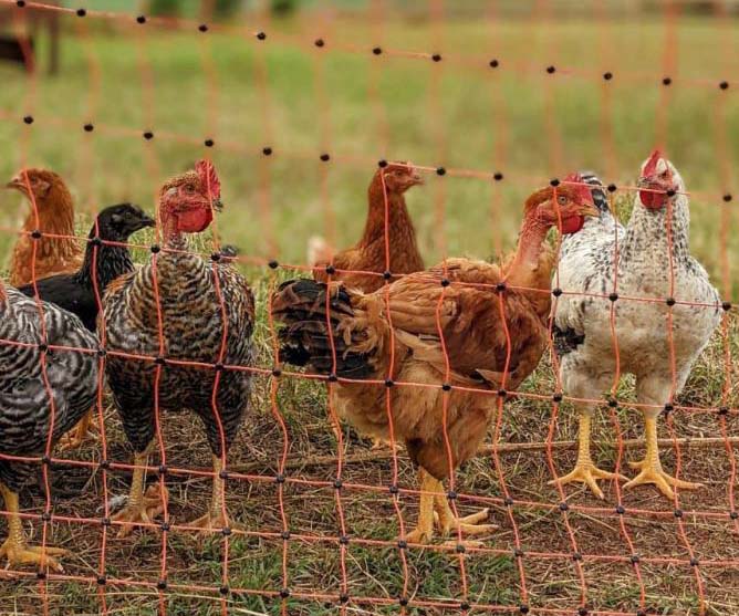 A Casa Dobis, no município de Teixeira Soares, usa a cerca elétrica por conta da sua flexibilidade para alterar os piques de pasto da chácara.