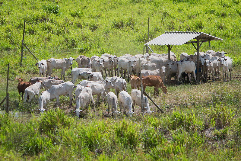 O gado tende a precisar de mais atenção na sua dieta, pois é necessário que ocorra um crescimento saudável dos animais.Foto CNA/SENAR - Wenderson Araujo