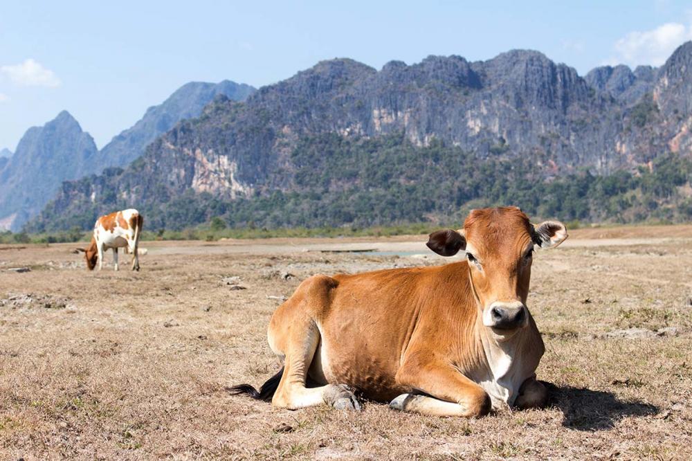 Os prejuízos causados pela Tripanossomose bovina vão além dos custos com tratamento e mão de obra, da ineficiência reprodutiva do rebanho ou da perda de animais.Foto por Anne Zwagers em Unsplash