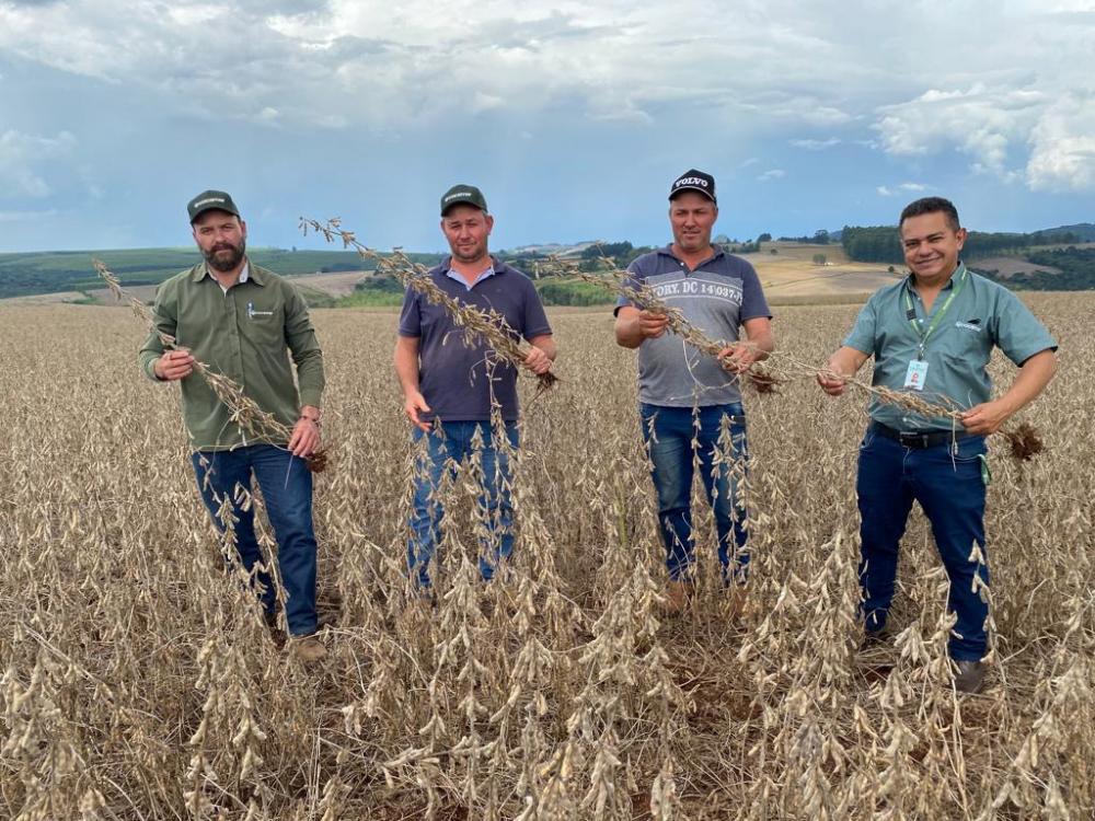 Os Dal Santos projetam uma média de 150 sacas por alqueire (61,9/hectare). “Não chegamos a sentir falta de chuva. Em janeiro parecia que ia faltar, mas depois de alguns dias de muito sol, voltou a chover”, diz Nisael. 