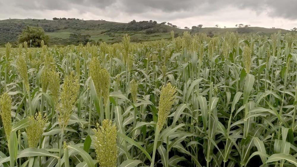 O sorgo é uma planta de porte alto, acima de 2,70 metros de altura, o que confere a essas cultivares um alto potencial de produção de massa verde. 