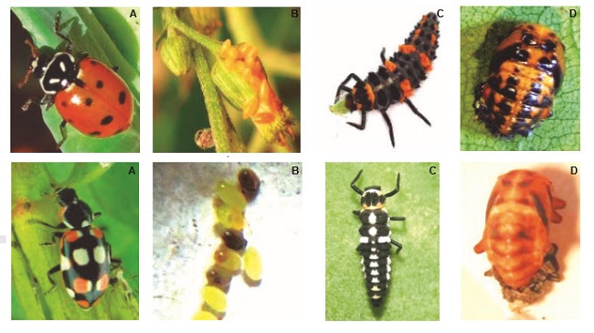 A identificação correta dos inimigos naturais é o ponto de partida para um controle biológico eficaz, um dos pilares de sustentação do MIP.