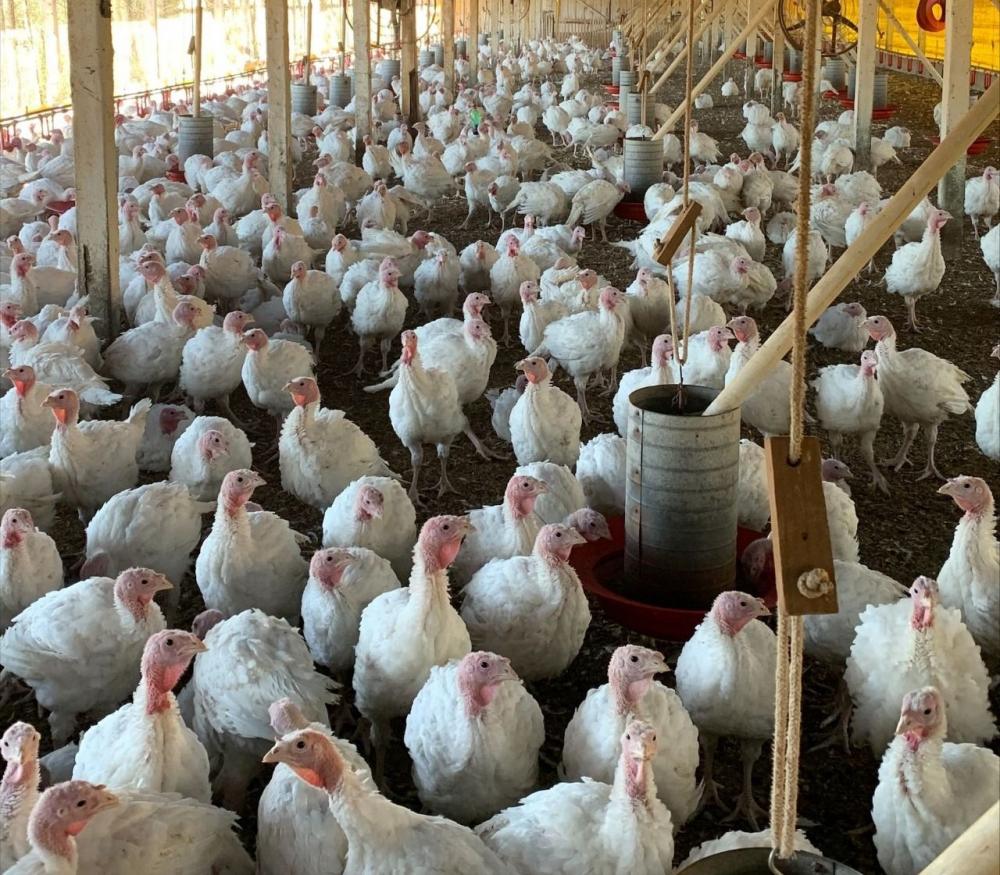 O ciclo de produção destes produtos comemorativos se inicia no verão anterior, em março, com a criação das aves nas granjas, sob rigoroso programa de bem-estar animal, alinhado com a legislação brasileira e com padrões internacionais.