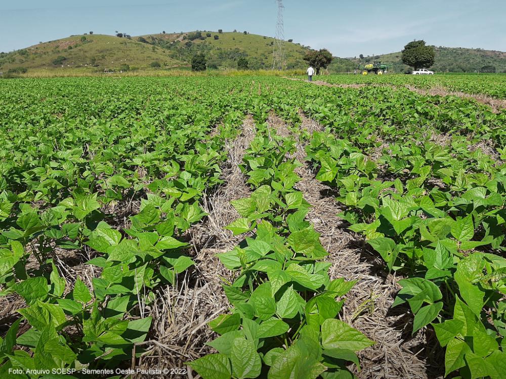 Entre as variadas técnicas de conservação do solo possíveis, a Integração Lavoura-Pecuária-Floresta (ILPF) pode ser uma das mais interessantes.