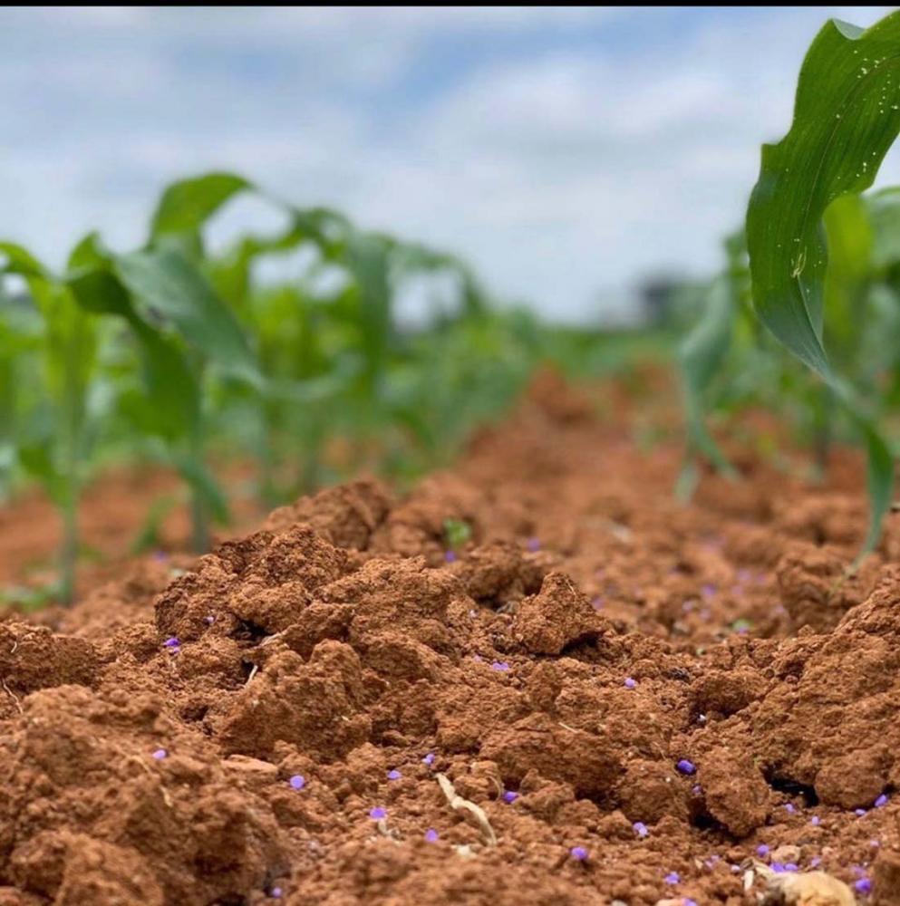 Fertilizantes nitrogenados mais eficientes, além de beneficiar as plantas, reduzem as perdas de nitrogênio para o meio, contribuindo também para a sustentabilidade ambiental. 