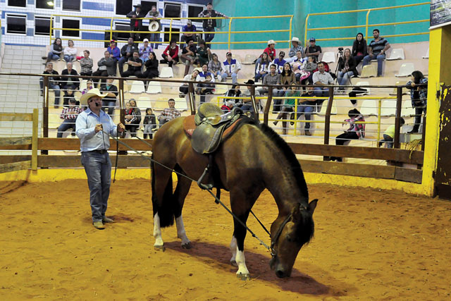 A Doma Racional mostra que cavalo e homem são parceiros em diversas atividades, portanto, a confiança deve primar nesse relacionamento.