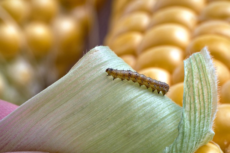 A novidade dos biológicos fica por conta do primeiro registro da vespinha Trichospilus diatraeae com uso aprovado para a agricultura orgânica.