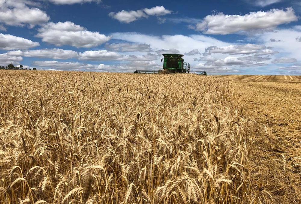 Acompanhamento da federação com base em dados históricos da participação do preço do trigo na planilha de custos do pão mostra que o impacto não passa de 20% na composição de preço do produto final. Foto Divulgação
