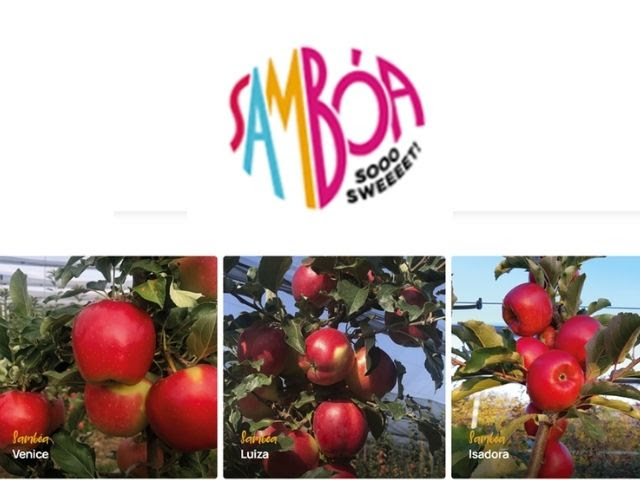 Cultivares Luiza, Venice e Isadora chegam ao mundo sob a marca Sambóa