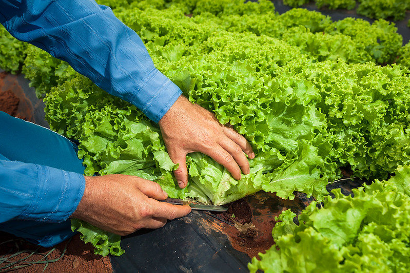 A presença de hortas compartilhadas pelos moradores, assim como as áreas verdes em geral, não só ajuda a valorizar o imóvel como promove o bem-estar, já que os produtos passam a ser cultivados de forma natural, sem uso de defensivos agrícolas. Foto Sistem