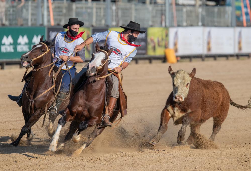 O evento faz parte da agenda do ciclo de comemoração dos 90 anos da Associação Brasileira de Criadores de Cavalos Crioulos (ABCCC) e dos 40 anos do Freio de Ouro. Foto:Ulbrich/Divulgação.