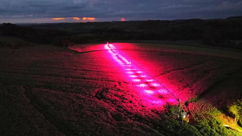 A novidade fica por conta da utilização da Iluminação Artificial na cultura da Cana-de-Açúcar.