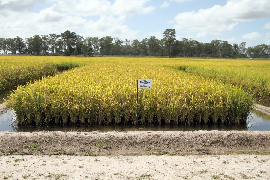 Arroz BRS Pampa CL – cultivar ambientalmente sustentável. Foto: Paulo Lanzetta