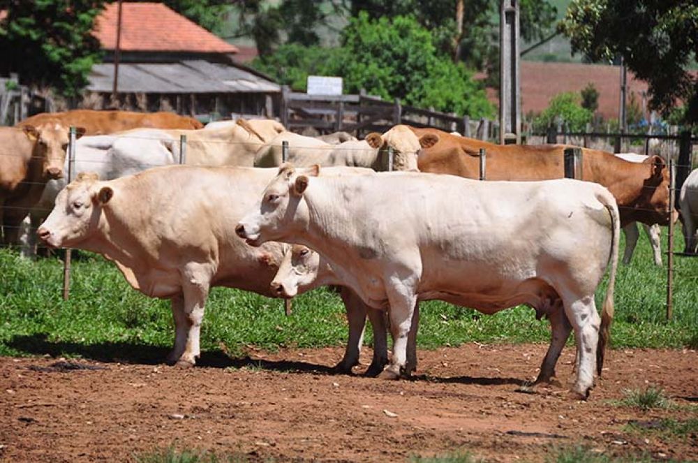 O produtor rural pode fazer a atualização ou o cadastro de forma presencial ou pela internet. Foto Toninho Anhaia.