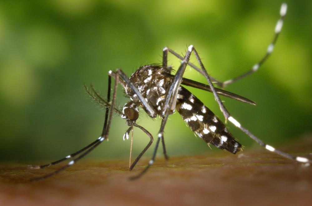 Mais de 300 cidades paranaenses confirmaram casos de dengue; Governo do Paraná decretou epidemia da doença.