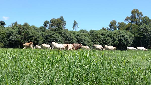 Com a estratégia em mãos, o pecuarista aumenta as chances de um sistema de produção animal mais sustentável e lucrativo. Foto Toninho Anhaia