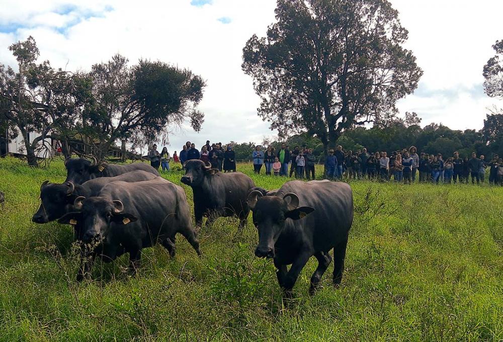 Dia de Campo Búfalos - Crédito Nestor Tipa Júnior AgroEffective Divulgação