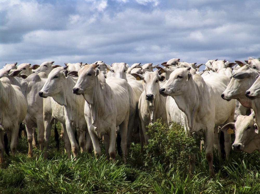 As unidades da Federação integram o Bloco IV do Plano Estratégico do Programa Nacional de Vigilância para a Febre Aftosa (PE-PNEFA). São elas: Espírito Santo, Goiás, Mato Grosso, Mato Grosso do Sul, Minas Gerais, Tocantins e Distrito Federal.