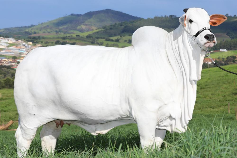Viatina-19 nasceu em 17/01/2019, é filha de Landau da Di Gênio x Viatna 03 FIV Mara Móveis. Foto Divulgação
