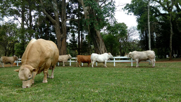 Quando se elimina a competição de plantas daninhas na pastagem o desenvolvimento do capim é melhor, pois ela conseguirá absorver melhor os nutrientes do solo, produzindo mais e assim alimentar melhor os animais. Foto: Toninho Anhaia
