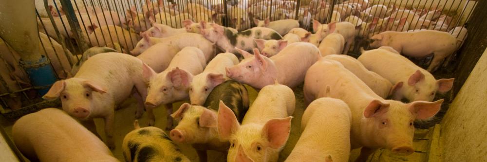 São esperados nestes encontros, além dos produtores rurais, indústrias, representantes comerciais e técnicos agropecuários. 