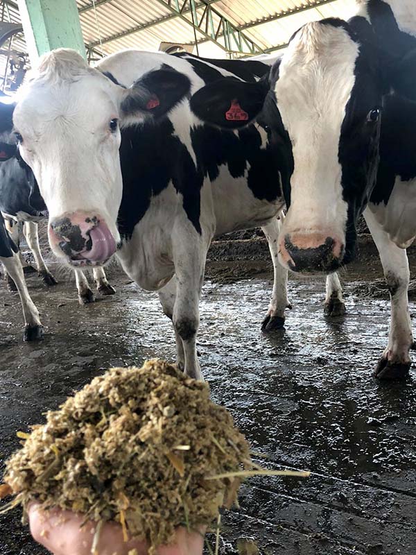 Produzir a dieta do rebanho na fazenda pode ser aliado do produtor para redução dos custos, aponta zootecnista
