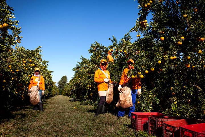 A empresa que produz 60 mil toneladas de citros por ano e está entre os cinco principais beneficiadores e distribuidores do Brasil.