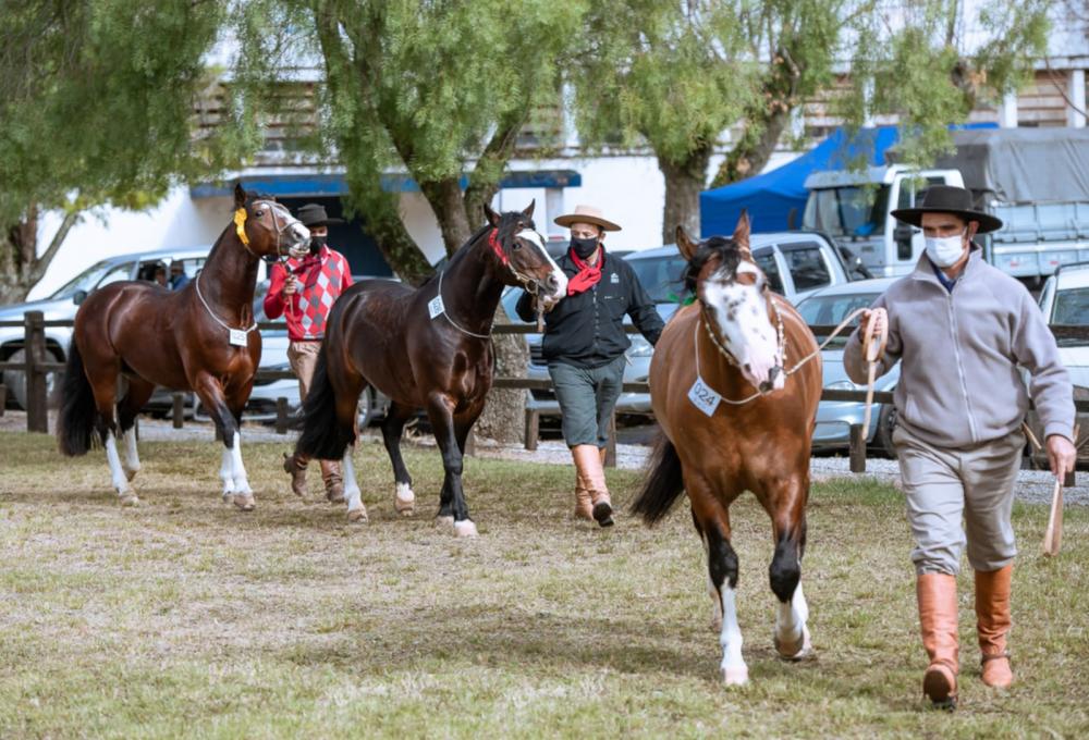 A seletiva, organizada pelo Núcleo de Criadores de Cavalos Crioulos de Bagé, classificará mais oito exemplares da raça, quatro machos e quatro fêmeas, para a Nacional da Morfologia, promovida pela Associação Brasileira de Criadores de Cavalos Crioulos (AB