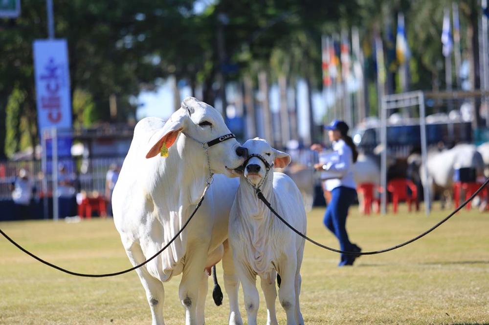Nas competições da 87ª ExpoZebu, a raça teve a participação de cerca de 120 animais. 