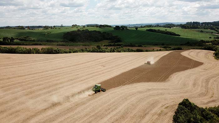 Com a colheita praticamente terminada já é possível afirmar que os agricultores paranaenses vão conseguir a façanha de colocar 20,7 milhões de toneladas da oleaginosa no mercado, segundo estimativa do Departamento de Economia Rural (Deral). Foto Toninho A