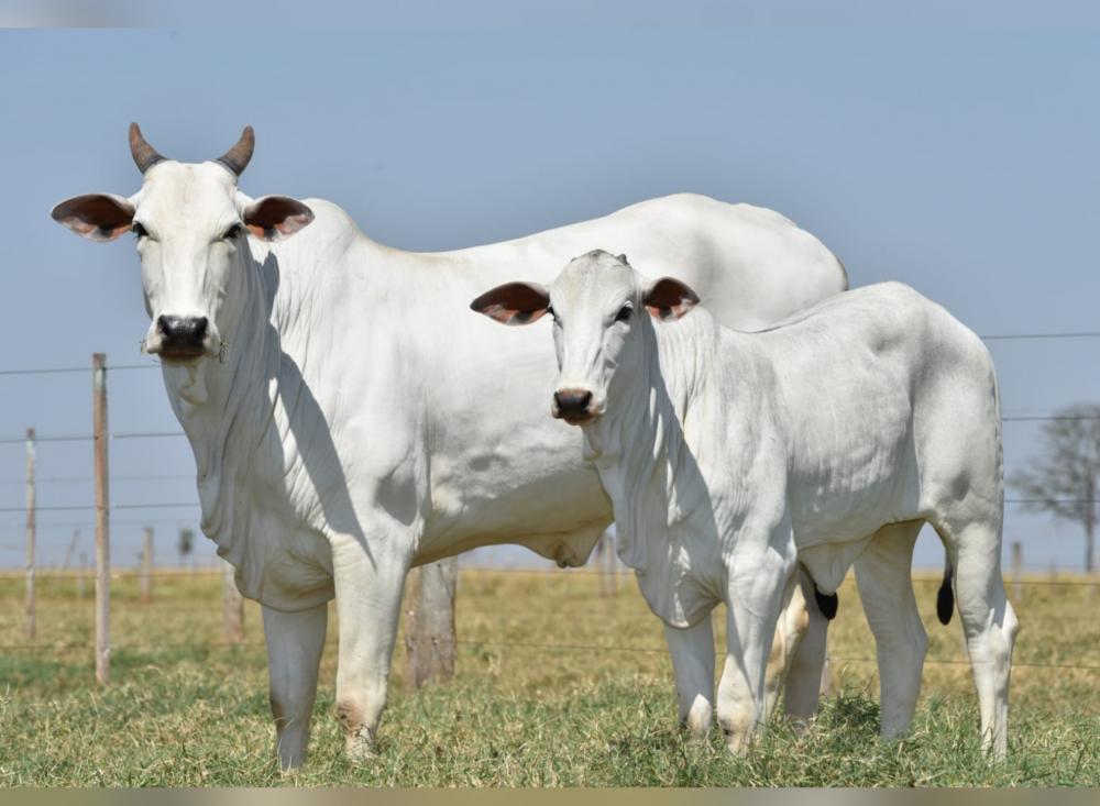 Além da qualidade genética dos embriões importados pelo Nelore JOP da Índia, o dr. Marcio Ribeiro da Silva, da Melhore Animal, destaca a avaliação técnica, utilizando as mais modernas técnicas disponíveis. 
