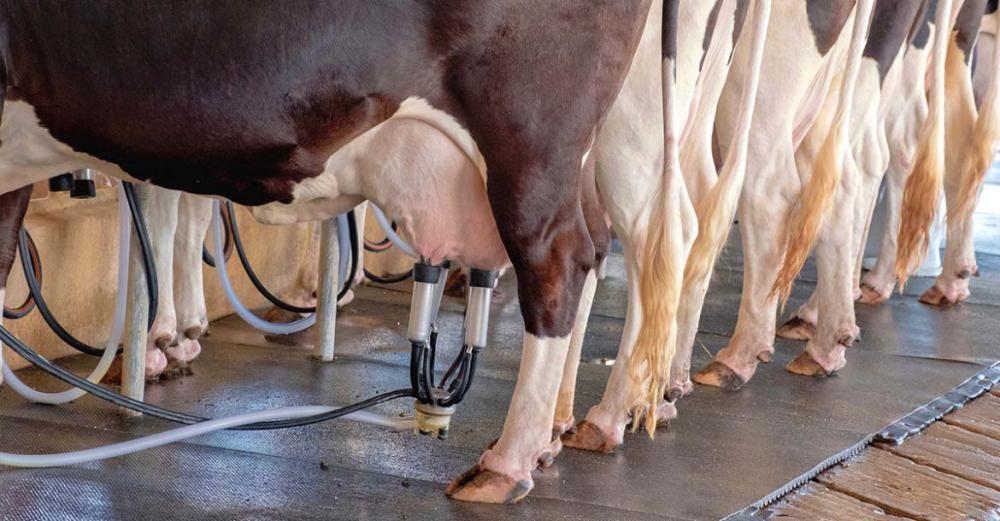 Tudo é pensado no conforto e bem-estar dos animais.