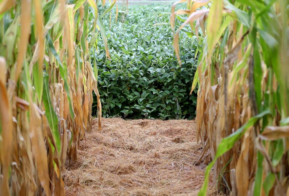 Segundo a FecoAgro/RS, os novos patamares de custos, tanto no milho como na soja, indicam uma tendência forte de queda de rentabilidade nas duas culturas, reduzindo em 20,41% na soja e 50,25% no milho para próximo ciclo. Foto: Fagner Almeida/Divulgação