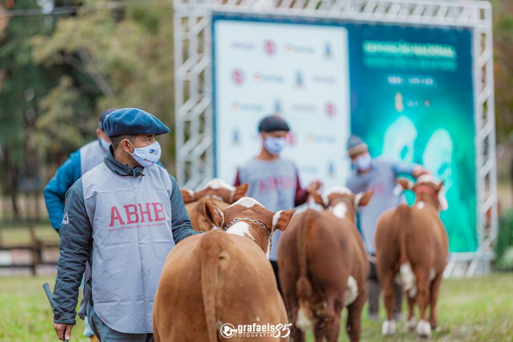Com recorde de inscrições, sendo o maior número registrado dos últimos dez anos, a feira conta com um total de 408 exemplares, sendo 63 Hereford a galpão, 84 Braford a galpão, 87 Hereford animais rústicos e 174 Braford rústicos.