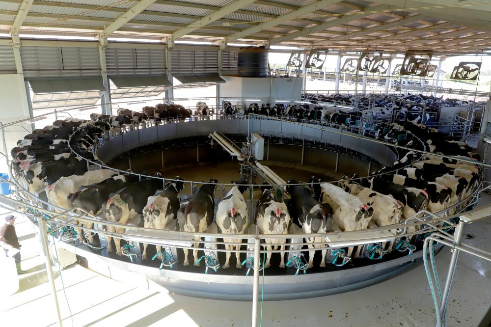 Nível tecnológico dos Campos Gerais pode tornar o Paraná o primeiro em produção de leite Foto: Ari Dias/AEN