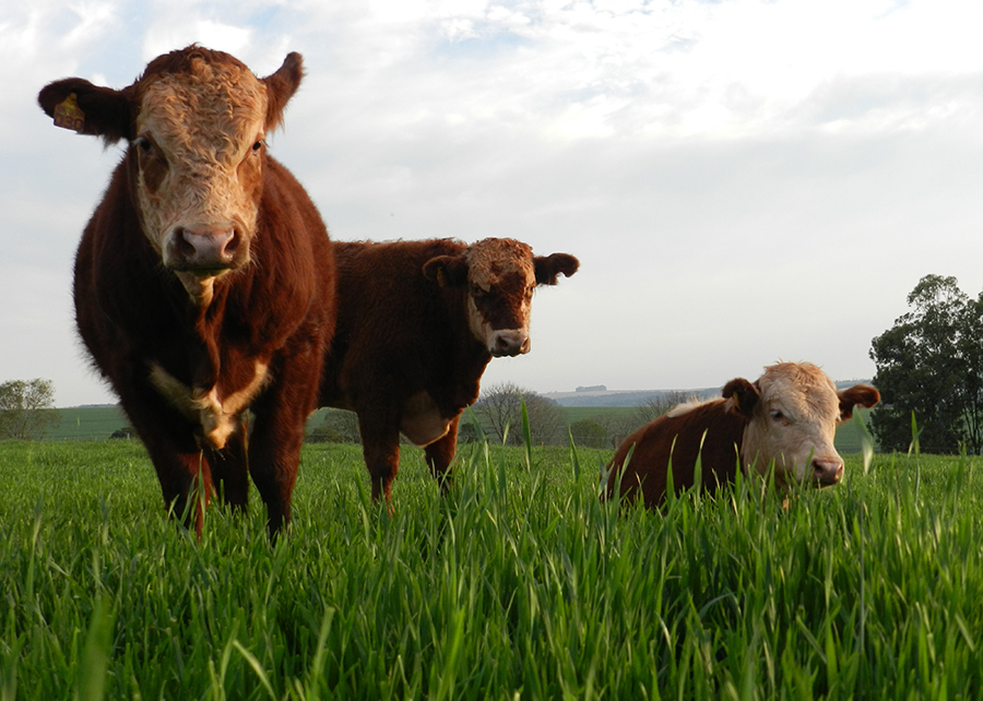 Cereais como o trigo podem agregar no ganho de peso e na qualidade da carne. Foto: Joseani Antunes