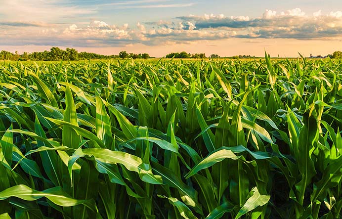 Os produtores podem utilizar os biológicos de maneira estratégica: em complementariedade aos químicos, numa espécie de manejo integrado, assim, o agricultor pode construir muito mais resultados nas lavouras.