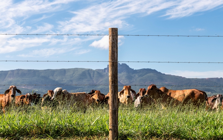 O cercamento de uma propriedade rural é importante para manter a produção segura, organizada e protegida. 