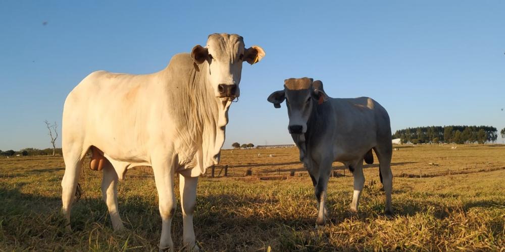 Todo esse pacote tecnológico garante ao produtor a melhoria na eficiência alimentar, performance e ganho de carcaça no confinamento.
