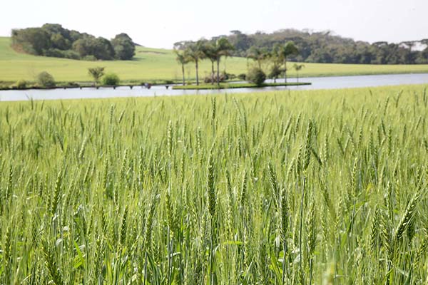 O produtor rural pode fazer a adesão para contratação do seguro rural de forma voluntária. Basta procurar um corretor de confiança e optar pela seguradora de sua preferência. Para este ano, 11 seguradoras já estão à disposição dos produtores operando a Su
