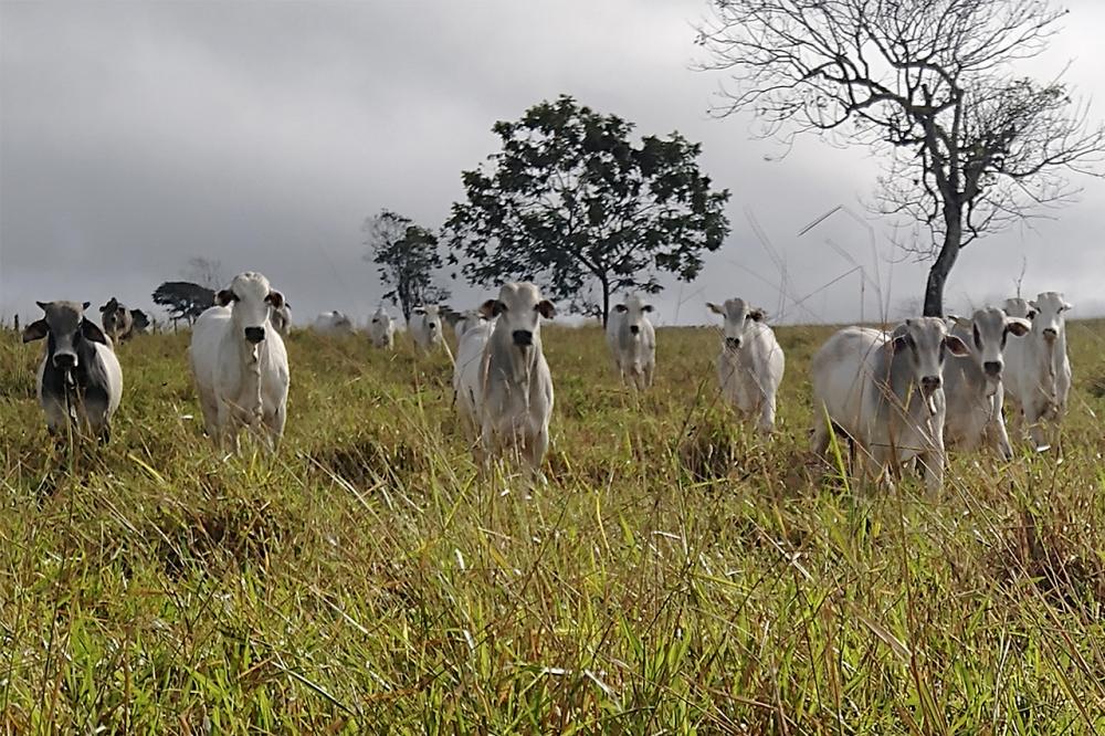 Considerando o conceito de safra, fica evidente a necessidade de planejar e realizar os processos produtivos respeitando as janelas que compõem o ano pecuário
