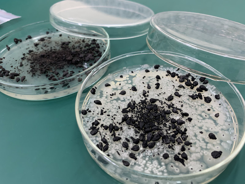 Estudo desenvolve biochar que, adicionado aos adubos químicos, deve reter microrganismos benéficos ao solo e ao crescimento das plantas Foto: Tainá Binelo