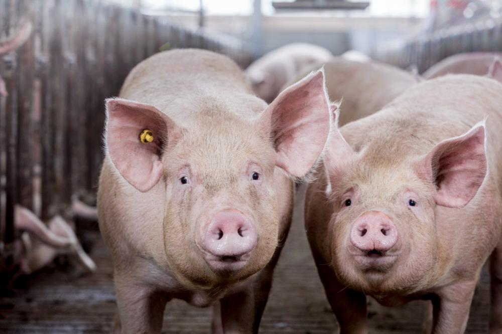 Um grande desafio no desenvolvimento de estratégias nutricionais para suínos é saber como atingir o melhor custo por kg de carne produzida sem comprometer a produtividade animal e características de carcaça.