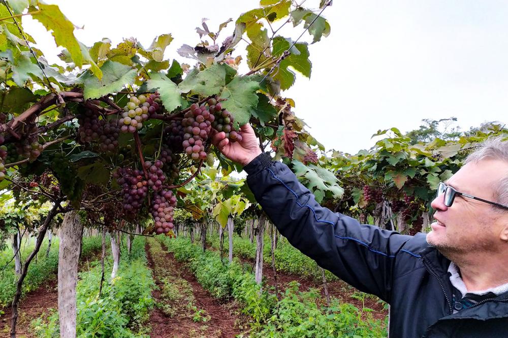 Produtores do Sudoeste debatem tecnologias para impulsionar a produção de uvas - Foto: IDR-PARANÁ