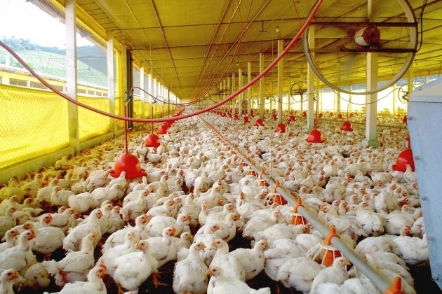 As ações coordenadas surtiram efeito. A empresa chamou os produtores para uma nova rodada de negociações e, no âmbito da Cadec e aprovou seis pontos importantes para os avicultores.