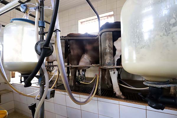 Os números trazidos pelo ranking ainda mostram que a Unium conta com 1.293 produtores que geram, cada um, uma média de 1.676 litros de leite por dia.