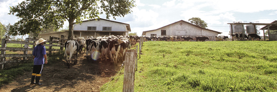 As duas doenças são causadas por bactérias e seu controle exige a adoção de Boas Práticas Agropecuárias (BPA).