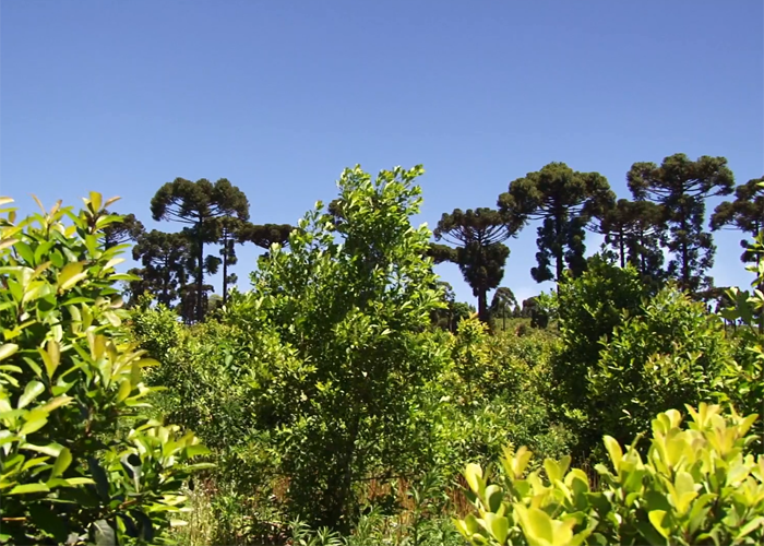 Adoção de tecnologias é capaz de fazer produção subir de sete para 20 t por hectare.Foto Katia Pichelli