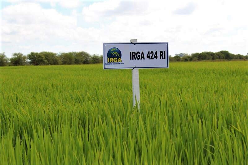 Cultivar IRGA 424 RI lidera o ranking das dez mais - Foto: Danielle Almeida/Irga